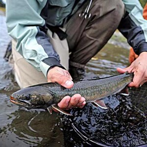 送礼年货鸭绿江冷水鱼花糕红点鲑原生鱼鲜活三文鱼马哈鱼虹鳟