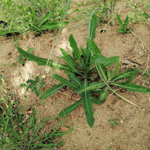 东北野生曲曲菜苦菜曲麻菜苣荬菜奶浆菜 新鲜野菜蘸酱菜2斤装包邮
