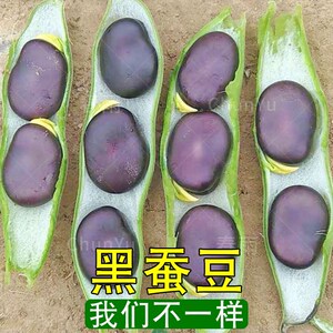 黑蚕豆甜
