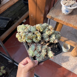 多肉植物 控养  桑切斯月影缀 一物一拍 14cm盆