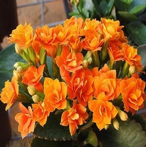 长寿花苗进口鹿角巴黎系列重瓣单瓣绿植盆栽宫灯长寿大花小苗四季