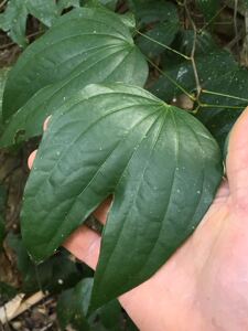 新鲜羊蹄藤龙须藤蝶藤九龙藤乌郎藤燕子尾黑皮藤全根一斤包邮