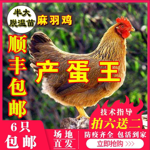 高产麻羽绿壳蛋鸡活体活苗绿壳蛋鸡苗脱温苗五黑鸡下蛋鸡包活到家