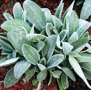 棉毛水苏-淘宝拼多多热销棉毛水苏货源拿货 - 阿里巴巴货源