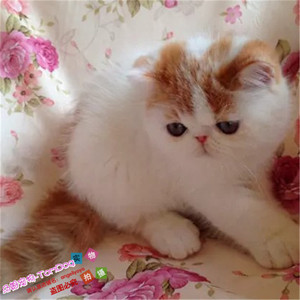 出售纯种异国短毛猫加菲猫活体宠物猫加菲幼猫红小胖净梵加菲猫g