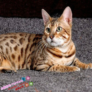 豹猫孟加拉豹猫金钱豹纹活猫咪幼猫小公猫活体宠物猫g