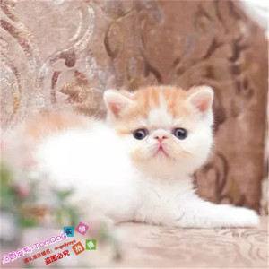 纯种加菲猫幼猫异国短毛猫宠物猫活体红小胖加菲猫红虎斑幼猫g