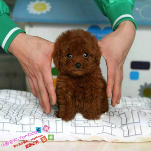 豭ȮǮһֻ_豭ȮǮ_豭Ȯ۸