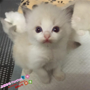 上海出售布偶猫活体纯种布偶猫幼猫海豹双色奶油色幼崽猫咪g