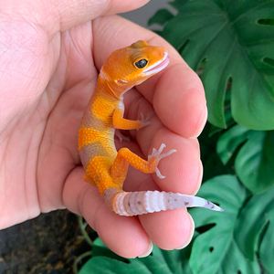 迷你爬宠蜥蜴宠物豹纹守宫新手入门级可爱小型网红活体不咬人易养