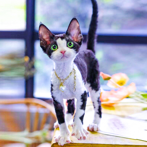 德文卷毛猫幼猫纯种赛级聪明宠物猫咪活物赛尔凯克黑白赛凯短毛猫