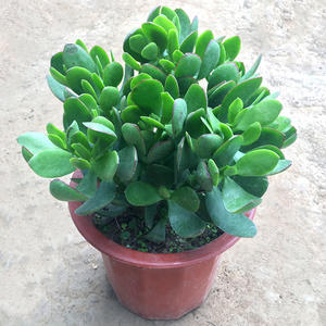 玉树盆栽苗老桩大叶玉树花植物多肉燕子掌室内客厅绿植花卉包邮