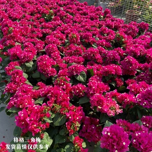 中国红大花大叶三角梅四季开花爬藤