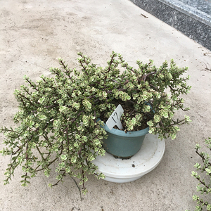 雅乐之舞悬崖造型桩多肉植物室外阳台稀有自然锦大颗观叶四季好养