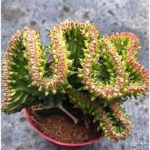 麒麟植物玉麒麟彩色