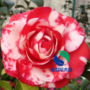 复色大峡谷茶花