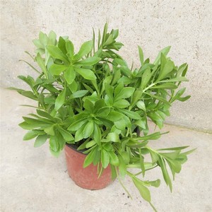 景天三七称云南白药食用救心菜蚊虫叮咬止痒消肿止血化瘀盆栽