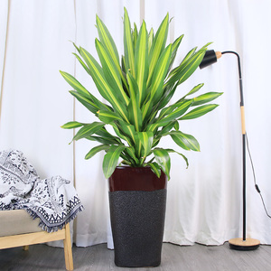 大型金心也门铁盆栽青叶也门铁巴西铁绿植吸甲醛公司走廊观叶植物