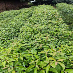 龙脑樟树苗驱蚊