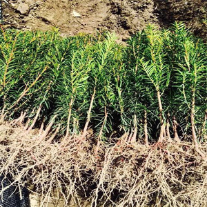 东北耐寒红豆杉树苗正宗