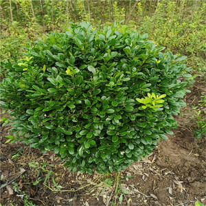基地出售小叶黄杨树苗庭院四季常青耐寒围墙植物篱笆球形万年青苗