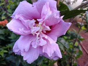 (李姐花苗圃)紫花重瓣扶桑花 木槿牡丹 大花颜色艳丽 紫色绿化