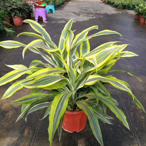 巴西美人大盆栽金边龙血树室内客厅阳台四季常青花卉植物净化空气