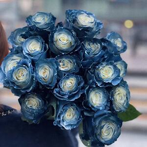 进口蓝色玫瑰鲜花