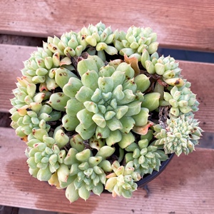 墨墨园艺多肉植物芒果布丁非特玉莲群生多头老桩办公室阳台盆栽花