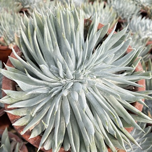 墨墨园艺多肉植物仙女杯雪奴缀化办公室阳台盆栽花卉基地直发