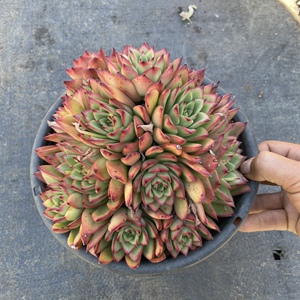 墨墨园艺多肉植物吉赛尔群生多头老桩冬云系云南多肉阳台盆栽花卉
