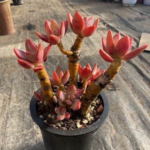 墨墨园艺多肉植物芒果美人多头老桩群生办公室阳台盆栽花卉