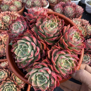 墨墨园艺多肉植物贝拉多娜群生多头老桩云南多肉办公室阳台盆栽