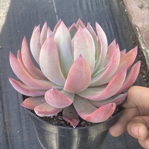 墨墨园艺多肉植物布兰迪血色大单头群生老桩云南多肉阳台盆栽花卉