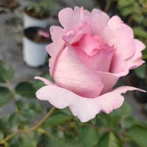 【】超新品伊芙草莓树稀有月季苗浓香大花四季根接苗