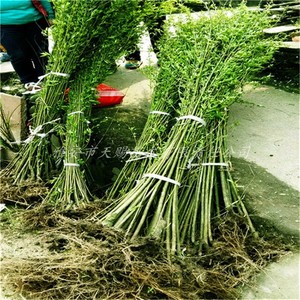 基地直销竹柳树苗园林庭院绿化苗木插条垂柳苗金丝垂柳苗耐寒耐冻