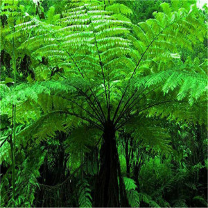 基地直销人工培育桫椤树苗珍稀名贵蕨类植物盆栽地栽庭院室内绿植