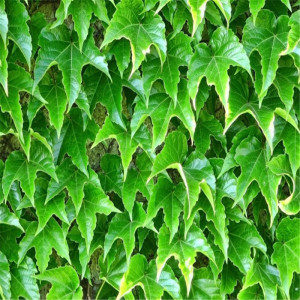 基地直销爬山虎苗墙体屋顶院墙攀援爬藤植物四季花卉耐寒冻绿化苗