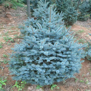 绿化苗木美国蓝杉树苗科罗拉多蓝杉小苗北美云杉高档庭院室内盆栽