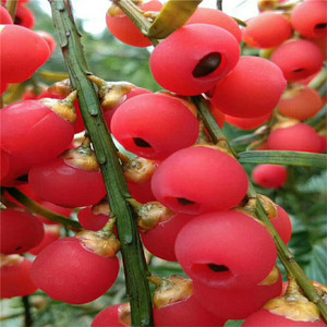 000人付款淘宝南方红豆杉果子红豆杉果实干紫杉醇保健红豆杉干果