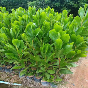 基地出售马占相思树苗庭院绿植盆栽地栽澳洲大叶相思苗绿化风景树