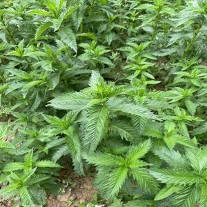 天麻种植苗新鲜自然种子地栽种苗中药材天然阳台盆栽苗种天麻苗