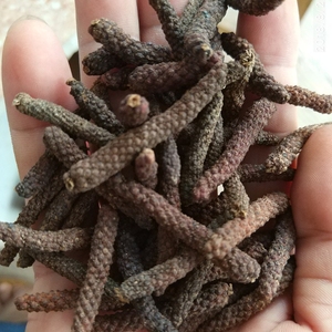 香料药用荜茇荜菝毕抜毕拨烧菜卤菜毕波香料毕拔含情阔叶逐秋风3