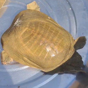 水库养殖甲鱼黄背青背家养食用甲鱼