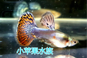 精品热带鱼大耳朵精品孔雀鱼种鱼胎生鱼水族箱观赏鱼孕母种鱼