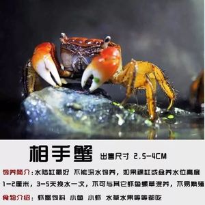 红螯相手蟹区分公母图片