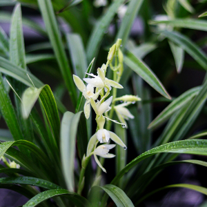 翁源兰花金丝马尾建兰四季兰浓香型室内好养花卉绿植盆栽兰草