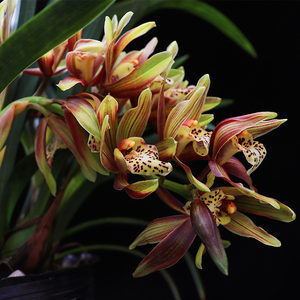 兰花苗 韩国桃花 浓香型奇花大花蕙兰名贵墨兰品种室内办公室好养