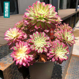 花满汐仙墨法师锦水墨画变异优选品种老桩群生手捧丛林一物一拍