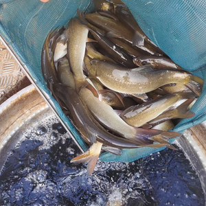 重庆渔场直发雅鱼苗裂腹鱼苗细鳞鱼苗阴河阳鱼苗淡水养殖冷水鱼苗